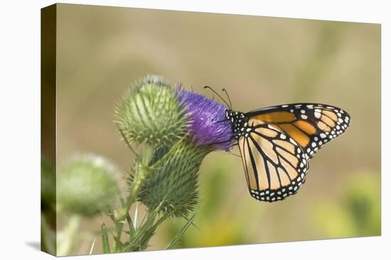 Monarch on Pasture Thistle, Prairie Ridge Sna, Marion, Illinois, Usa-Richard ans Susan Day-Premier Image Canvas