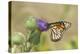 Monarch on Pasture Thistle, Prairie Ridge Sna, Marion, Illinois, Usa-Richard ans Susan Day-Premier Image Canvas