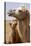 Mongolia, Lake Tolbo, Bactrian Camels-Emily Wilson-Premier Image Canvas