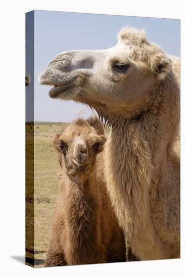 Mongolia, Lake Tolbo, Bactrian Camels-Emily Wilson-Premier Image Canvas