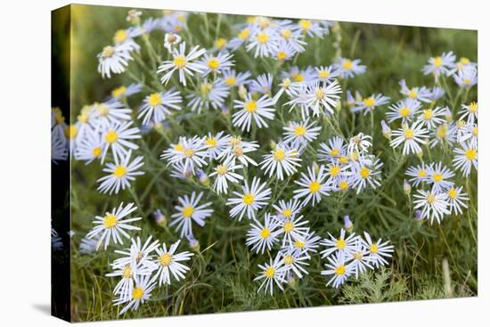 Mongolia, North Central Mongolia, Hustai National Park, a Mongolian Aster-Emily Wilson-Premier Image Canvas