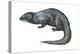 Mongoose (Herpestes Nyula), Mammals-Encyclopaedia Britannica-Stretched Canvas