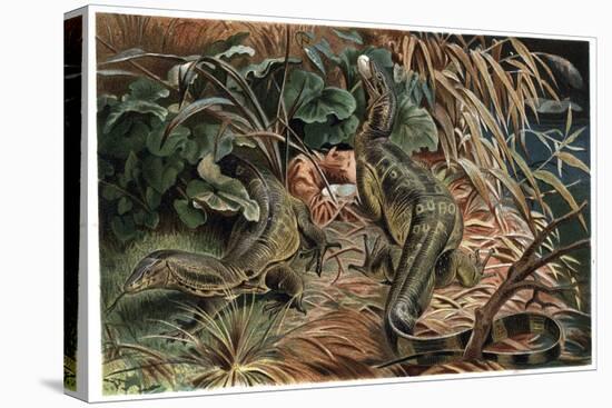 Monitor Lizard by Alfred Edmund Brehm-Stefano Bianchetti-Premier Image Canvas