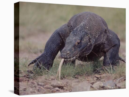Monitor Lizard, Called the "Komodo Dragon", on the Island of Flores-Larry Burrows-Premier Image Canvas