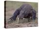 Monitor Lizard, Called the "Komodo Dragon", on the Island of Flores-Larry Burrows-Premier Image Canvas