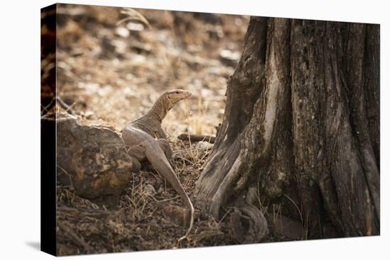 Monitor Lizard, Ranthambhore National Park, Rajasthan, India, Asia-Janette Hill-Premier Image Canvas