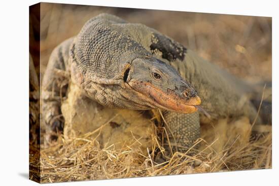 Monitor Lizard-DLILLC-Premier Image Canvas