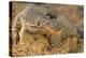 Monitor Lizard-DLILLC-Premier Image Canvas