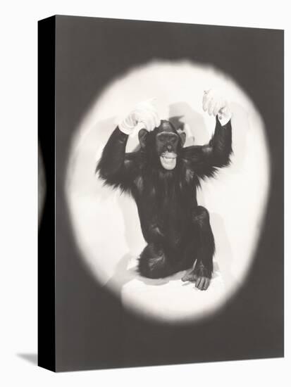 Monkey Doing an Al Jolson Imitation-null-Stretched Canvas