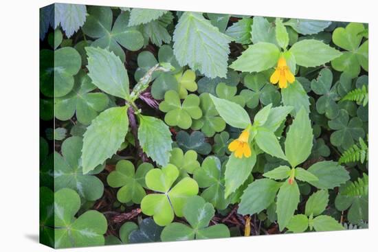 Monkey flowers growing wild in Redwood NP, California-Mallorie Ostrowitz-Premier Image Canvas