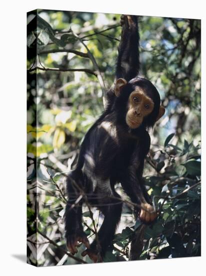 Monkey Hanging from a Tree Branch-Nigel Pavitt-Premier Image Canvas