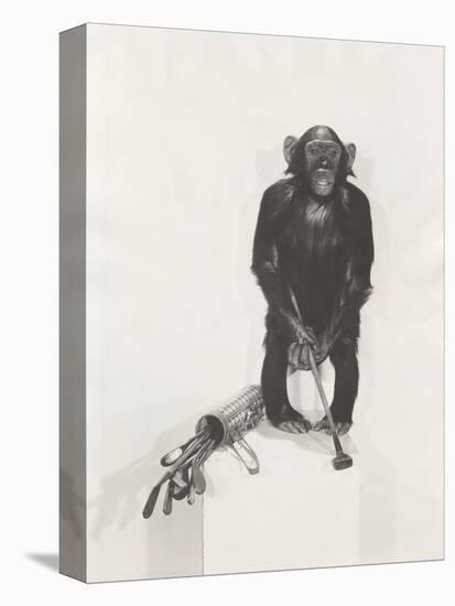 Monkey Holding a Golf Club-null-Stretched Canvas