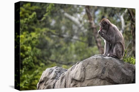 Monkey in the Central Park Zoo in NYC-null-Stretched Canvas