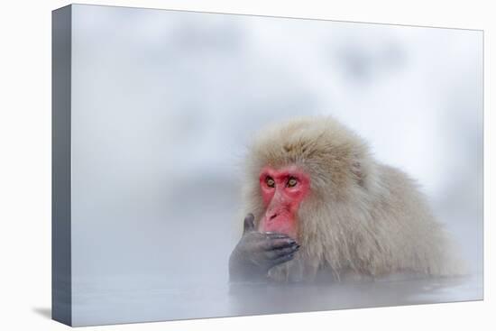 Monkey Japanese Macaque, Macaca Fuscata, Red Face Portrait in the Cold Water with Fog and Snow, Han-Ondrej Prosicky-Premier Image Canvas