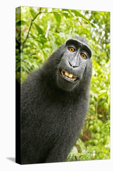 Monkey Selfie-David Slater-Premier Image Canvas