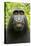 Monkey Selfie-David Slater-Premier Image Canvas