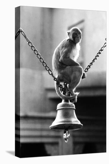 Monkey Sitting on a Durga Temple Bell, Varanasi, Uttar Pradesh, India, 1982-null-Premier Image Canvas