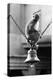 Monkey Sitting on a Durga Temple Bell, Varanasi, Uttar Pradesh, India, 1982-null-Premier Image Canvas