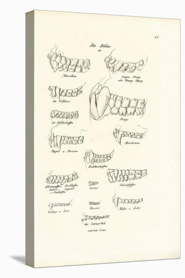 Monkey Teeth, 1824-Karl Joseph Brodtmann-Premier Image Canvas