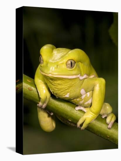 Monkey Tree Frog on Branch-Joe McDonald-Premier Image Canvas