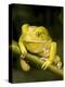 Monkey Tree Frog on Branch-Joe McDonald-Premier Image Canvas