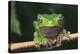 Monkey Tree Frog Perched on a Branch-DLILLC-Premier Image Canvas