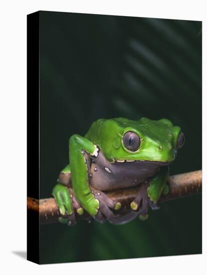 Monkey Tree Frog Perched on Twig-null-Premier Image Canvas