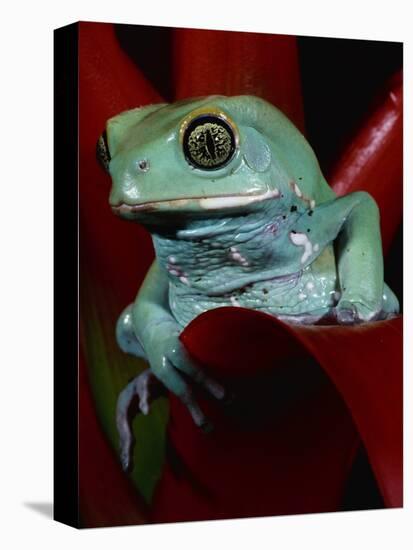 Monkey Tree Frog-David Northcott-Premier Image Canvas