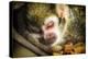 Monkey-Pixie Pics-Premier Image Canvas