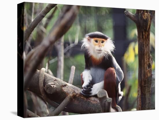 Monkey-WizData-Premier Image Canvas