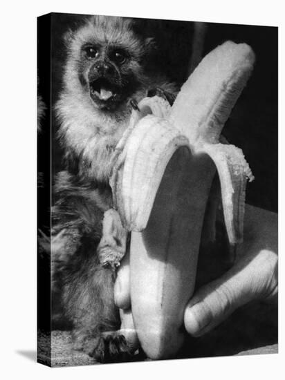 Monkeys and Marmosets, September 1955-null-Premier Image Canvas