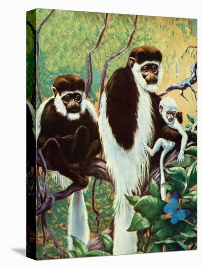 Monkeys - Child Life-Jack Murray-Premier Image Canvas