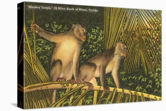 Monkeys, Florida-null-Stretched Canvas