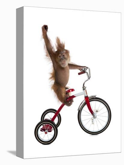 Monkeys Riding Bikes #2-J Hovenstine Studios-Premier Image Canvas