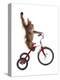 Monkeys Riding Bikes #2-J Hovenstine Studios-Premier Image Canvas