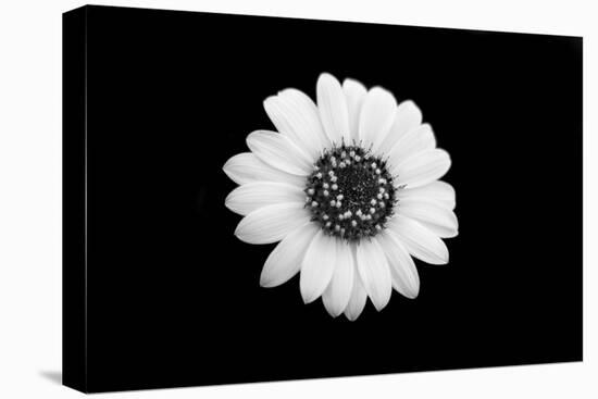 Mono Flora-John Gusky-Premier Image Canvas