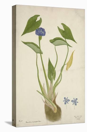 Monochoria Hastaefolia Presl, 1800-10-null-Premier Image Canvas