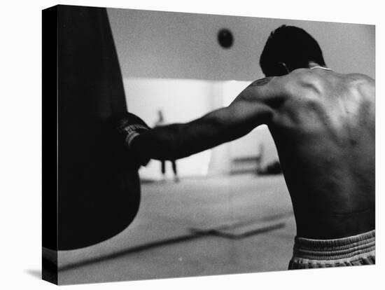 Monochromatic Image of a Boxer Working Out-null-Premier Image Canvas