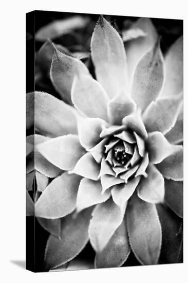 Monochrome Succulent I-Erin Berzel-Premier Image Canvas