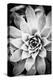 Monochrome Succulent I-Erin Berzel-Premier Image Canvas