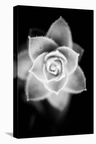 Monochrome Succulent II-Erin Berzel-Stretched Canvas