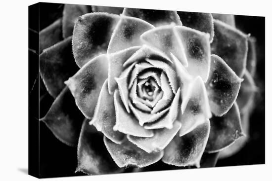 Monochrome Succulent III-Erin Berzel-Premier Image Canvas