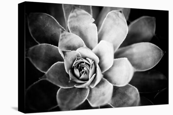 Monochrome Succulent IV-Erin Berzel-Premier Image Canvas