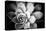 Monochrome Succulent IV-Erin Berzel-Premier Image Canvas