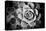 Monochrome Succulent V-Erin Berzel-Premier Image Canvas