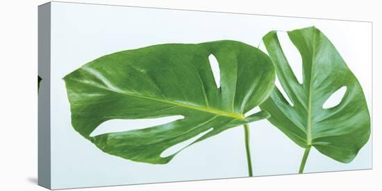 Monstera Deliciosa-Assaf Frank-Stretched Canvas