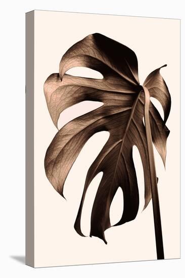 Monstera Gold-Pictufy Studio III-Premier Image Canvas