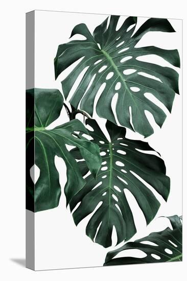 Monstera II-Sisi and Seb-Stretched Canvas