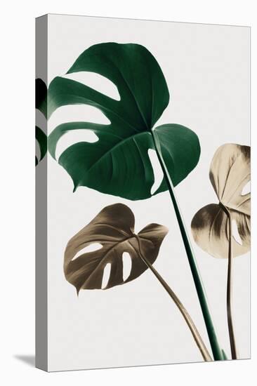 Monstera Mix 04-1x Studio III-Premier Image Canvas