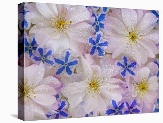 Montage of Cherry Blossoms and Blue Flowers-Don Paulson-Premier Image Canvas